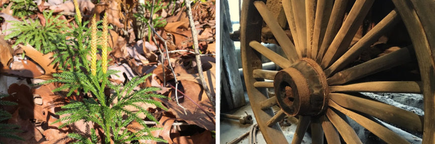 a small tree growing in the forest vs. a hand-crafted wagon wheel